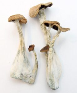 Buy Alacabenzi mushrooms online, a balanced Psilocybe cubensis strain offering a calm, introspective, and mildly euphoric psychedelic experience.