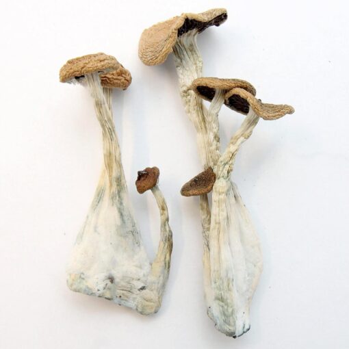 Buy Alacabenzi mushrooms online, a balanced Psilocybe cubensis strain offering a calm, introspective, and mildly euphoric psychedelic experience.