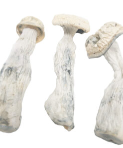 Buy Albino Penis Envy mushrooms online, a rare strain known for its intense psychedelic effects and unique appearance.