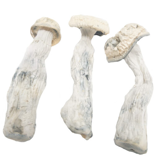 Buy Albino Penis Envy mushrooms online, a rare strain known for its intense psychedelic effects and unique appearance.