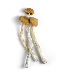 Buy B+ mushrooms online, a popular Psilocybe cubensis strain known for gentle, euphoric psychedelic effects and easy cultivation. Perfect for beginners...