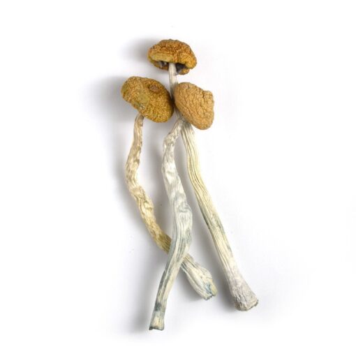 Buy B+ mushrooms online, a popular Psilocybe cubensis strain known for gentle, euphoric psychedelic effects and easy cultivation. Perfect for beginners...