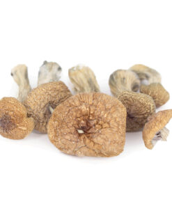 "Buy Burma mushrooms online, a potent Psilocybe cubensis strain renowned for its fast-acting and intense psychedelic effects."