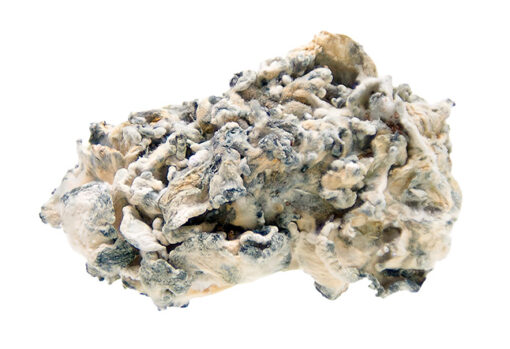 Buy Enigma mushroom online and experience its unmatched potency. this rare mushroom offers unique visuals and profound effects. Fast and discreet shipp...