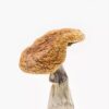 Buy Golden Teachers mushrooms online, a popular Psilocybe cubensis strain known for its enlightening and therapeutic psychedelic effects.