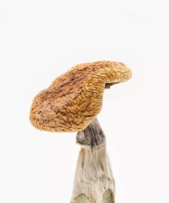 Buy Golden Teachers mushrooms online, a popular Psilocybe cubensis strain known for its enlightening and therapeutic psychedelic effects.