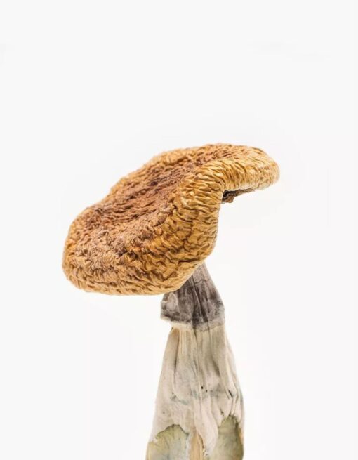 Buy Golden Teachers mushrooms online, a popular Psilocybe cubensis strain known for its enlightening and therapeutic psychedelic effects.