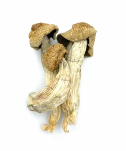 Buy Penis Envy mushrooms online, a renowned Psilocybe cubensis strain celebrated for its intense psychedelic effects and powerful mind-altering experiences.