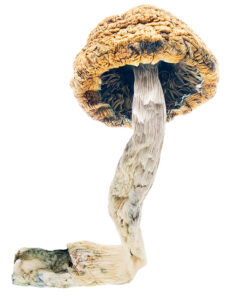 Mazatapec mushrooms are a Psilocybe cubensis strain known for moderate potency and deep spiritual effects. Buy online for a mystical, introspective experience.