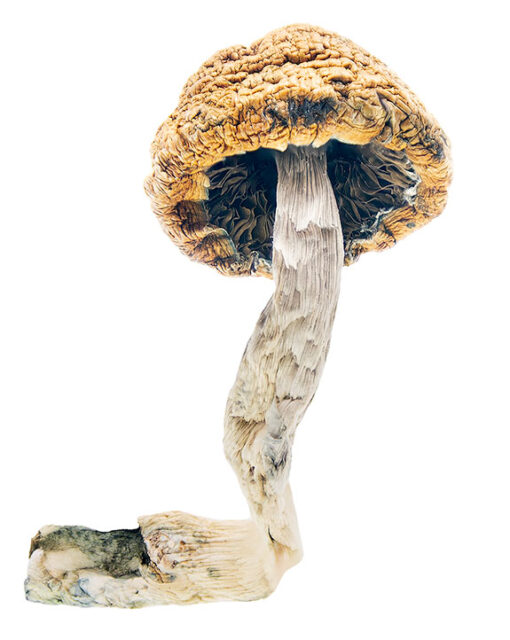 Mazatapec mushrooms are a Psilocybe cubensis strain known for moderate potency and deep spiritual effects. Buy online for a mystical, introspective experience.