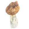 Tidal Wave mushrooms are a potent Psilocybe cubensis hybrid known for intense psychedelic effects and fast growth. Buy online for a powerful, transformative experience.