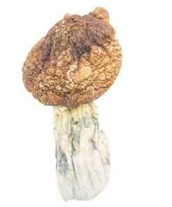 Tidal Wave mushrooms are a potent Psilocybe cubensis hybrid known for intense psychedelic effects and fast growth. Buy online for a powerful, transformative experience.