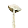 White Rabbit mushrooms are a potent Psilocybe cubensis strain known for intense visuals and strong psychedelic effects. Buy online for a transformative experience.