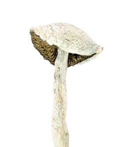 White Rabbit mushrooms are a potent Psilocybe cubensis strain known for intense visuals and strong psychedelic effects. Buy online for a transformative experience.