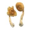 Buy African Transkei mushrooms with discreet shipping. Enjoy potent visuals and a unique body high from this South African strain...