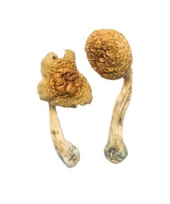 Buy African Transkei mushrooms with discreet shipping. Enjoy potent visuals and a unique body high from this South African strain...