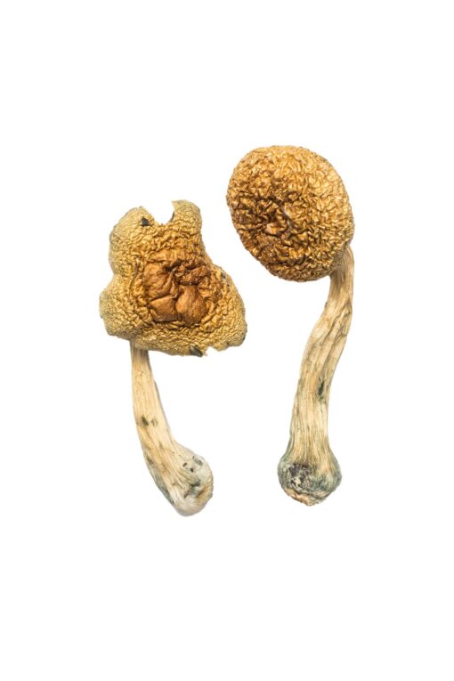 Buy African Transkei mushrooms with discreet shipping. Enjoy potent visuals and a unique body high from this South African strain...