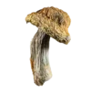 Buy Bluey Vuitton mushrooms online, Experience vivid visuals and profound introspection. Enjoy secure purchasing and discreet shipping today