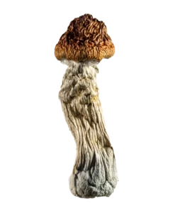 Buy Steel Magnolia mushrooms online, known for its unique appearance and strong psychedelic, Secure purchasing and discreet shipping available