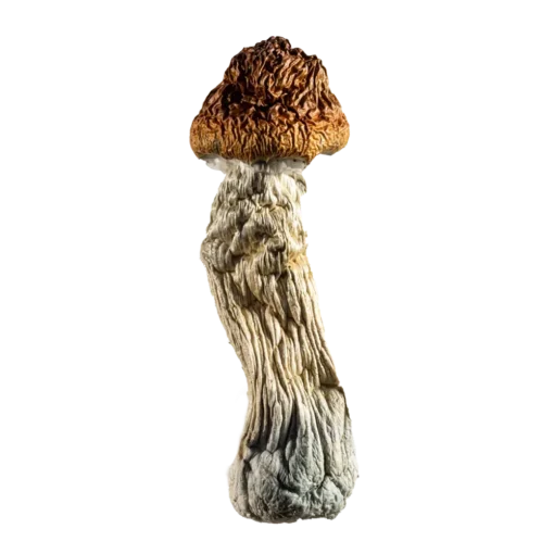 Buy Steel Magnolia mushrooms online, known for its unique appearance and strong psychedelic, Secure purchasing and discreet shipping available