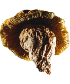 Buy Yeti mushroom strain online: Known for their potent effects and unique appearance, Enjoy discreet shipping and secure purchasing today